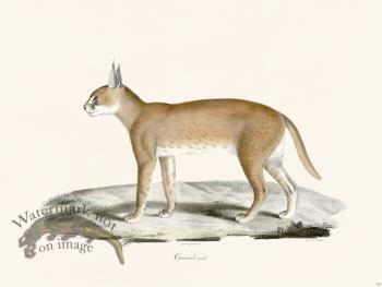 Cuvier 110 Male Caracal